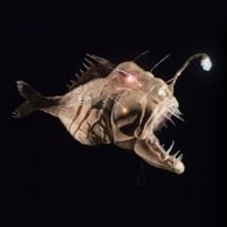 20 000 lieues sous les mers