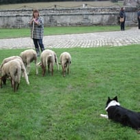Démonstration de chiens de berger