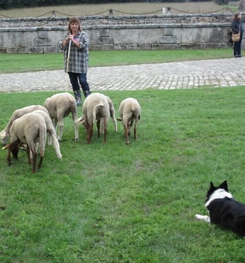 Démonstration de chiens de berger