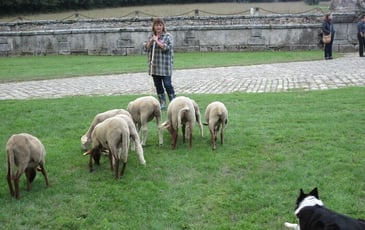 Démonstration de chiens de berger