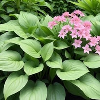 Visite d'un jardin remarquable