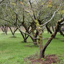 Visite libre du Verger René Nozeran