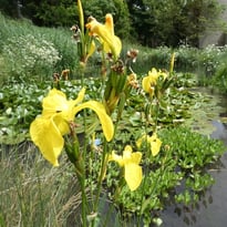 Jardin botanique de l'Université Paris-Saclay