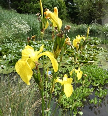 Jardin botanique de l'Université Paris-Saclay