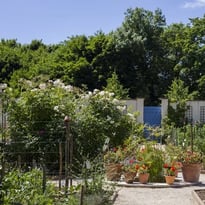 Visite libre du potager du Parc Caillebotte