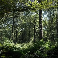 Randonnée propre et patrimoniale "Sur le chemin des Rois"