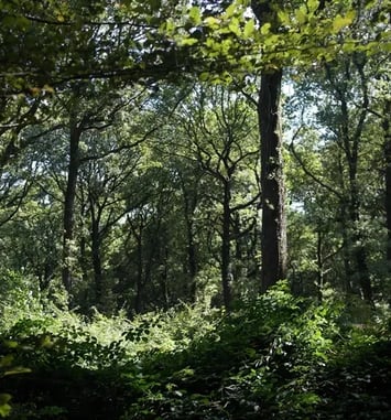 Randonnée propre et patrimoniale "Sur le chemin des Rois"