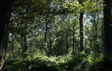 Randonnée propre et patrimoniale "Sur le chemin des Rois"